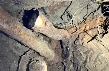 MASSIVE ROOTS UNDER HOME SEWER ON SLAB FOUNDATION