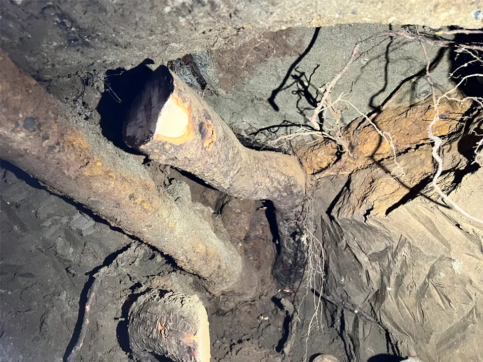 MASSIVE ROOTS UNDER HOME SEWER ON SLAB FOUNDATION
